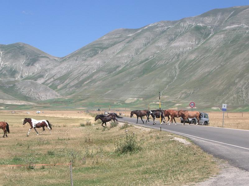 Castelluccio_2009_0155.JPG