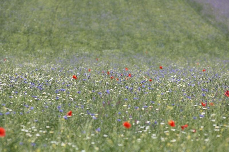 Castelluccio_2009_0377.JPG