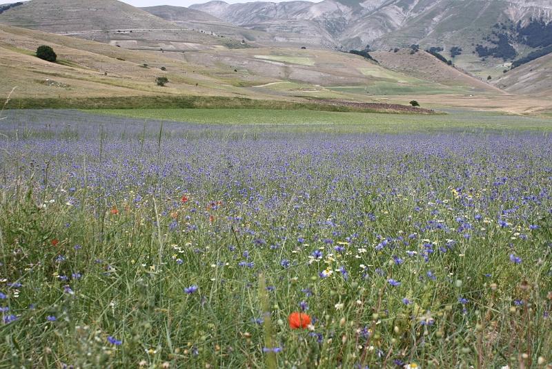 Castelluccio_2009_0379.JPG