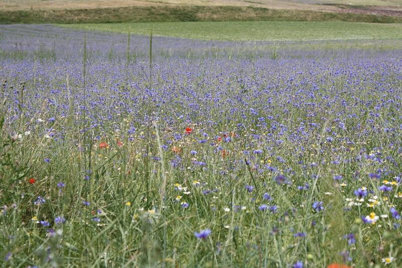 Castelluccio_2009_0380.JPG