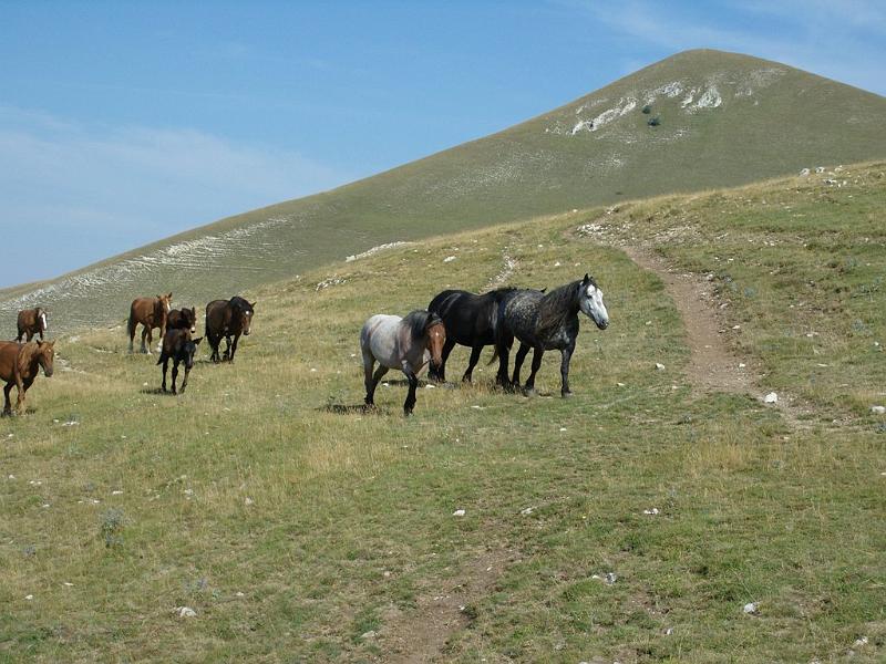 Castelluccio_2009_1146.JPG